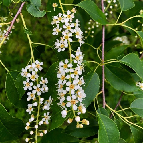 Prunus serotina black cherry - prunus,