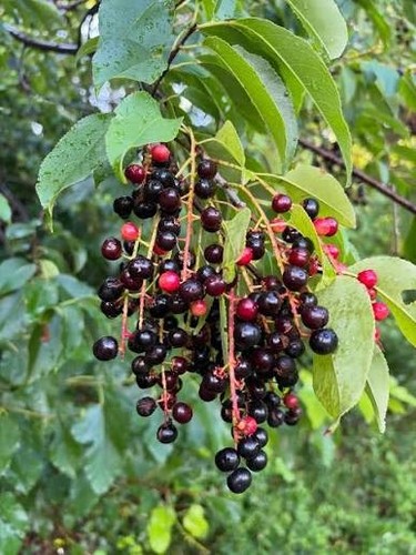 Pack black cherry trees - pack,