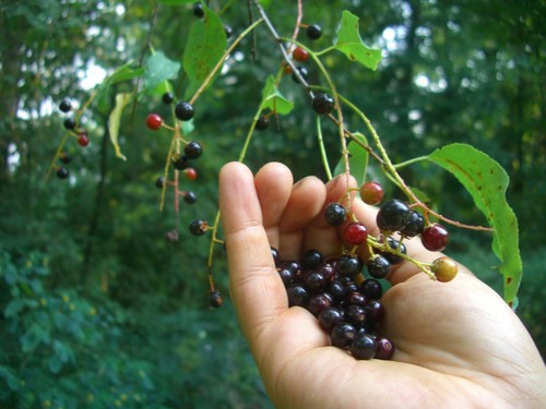Black cherry tree live plant - black,