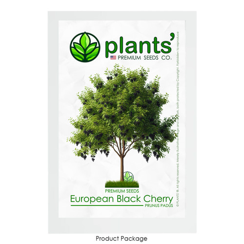 European black cherry tree - european,