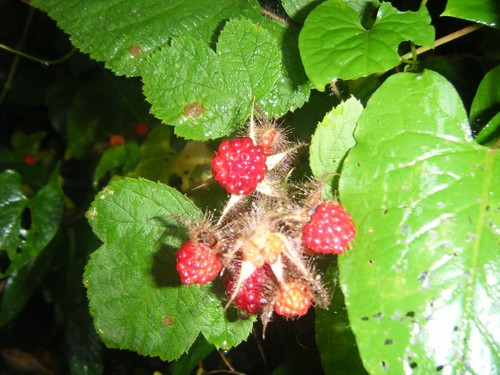 Live fresh inch - fresh, growth