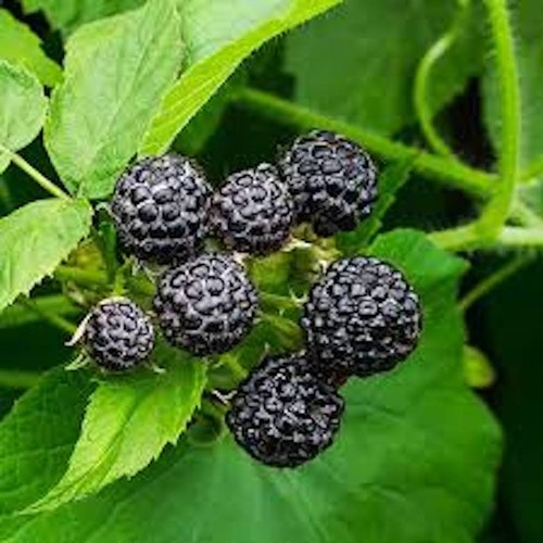 Cumberland black raspberry - cumberland,