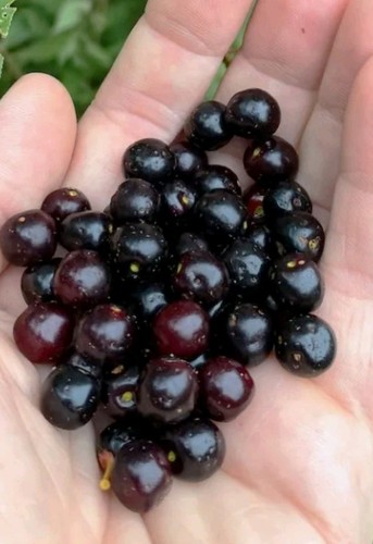 Black cherry seeds - 50+,