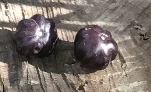 Surinam cherry black eugenia - surinam,