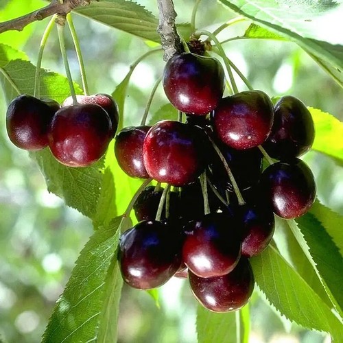 Black cherry seeds sweet - 50+, |