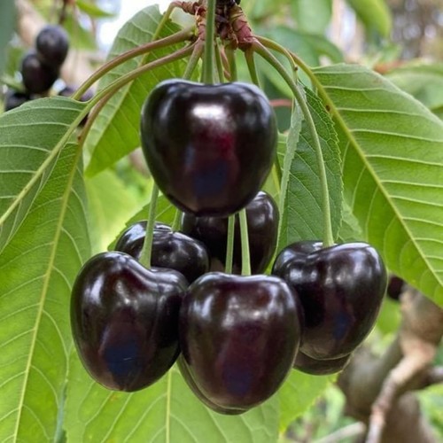 Black cherry tree quart - cherry,