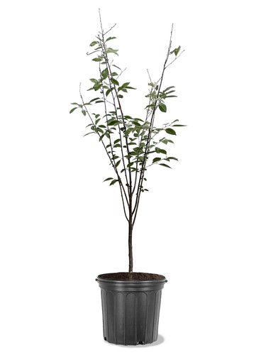 American plant exchange - exchange, cherry