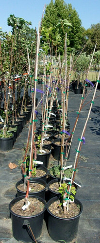 Black pearl cherry ft tree - cherry,