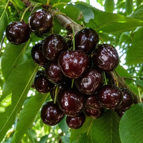 Black pearl cherry tree - pearl,