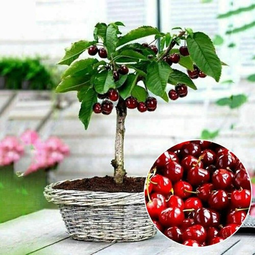 20pcs cherry seeds organic - 20pcs,