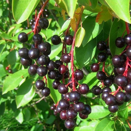 Black choke cherry prunus - choke,