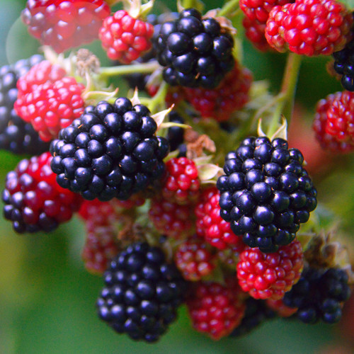 Hand picked nursery natchez - hand,