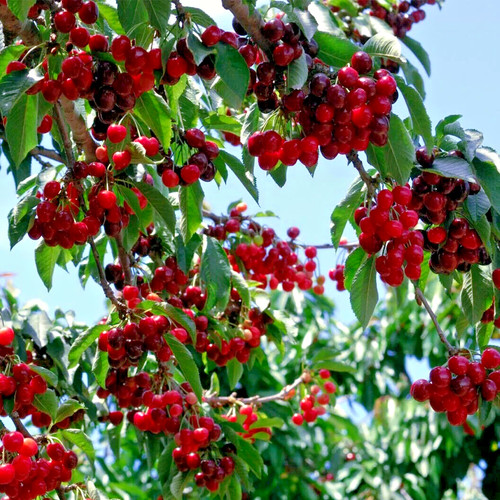 Sweet mazzard cherry - sweet, tree