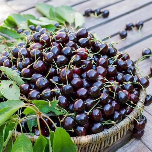 Black cherry tree - cherry, live