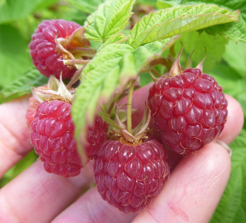 Raspberry plants bare root - plants,