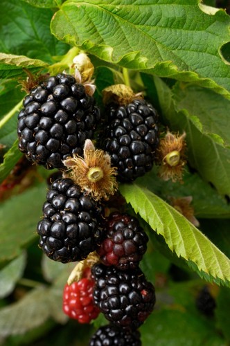 Ouachita blackberry plant - 1,