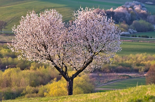 Organic sweet cherry tree - organic!,