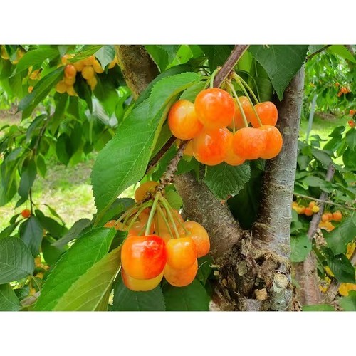 Rainier cherry tree with - rainier,
