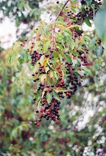 Black cherry tree 24 - black,