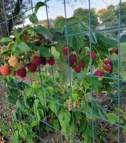 Thornless joan raspberry - 3,