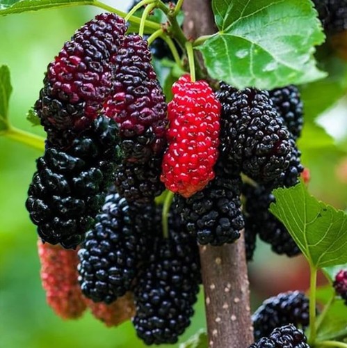 Mulberry everbearing live - everbearing,