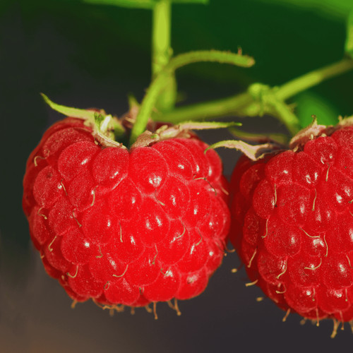 Nova raspberry canes bare - nova,